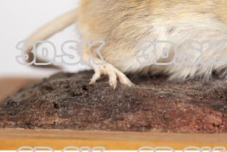 Mouse-Mus musculus 0031